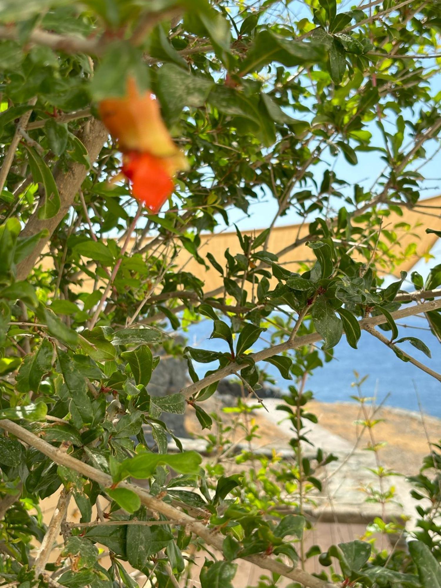 Almyra Yellow Villa Kythnos Exterior photo